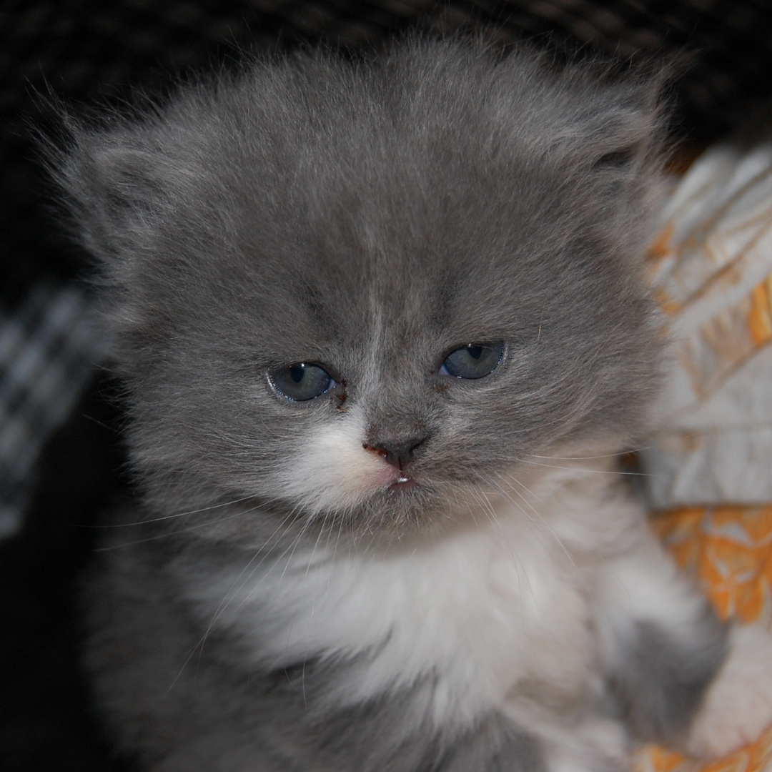 Эх, надо бы причессться😽