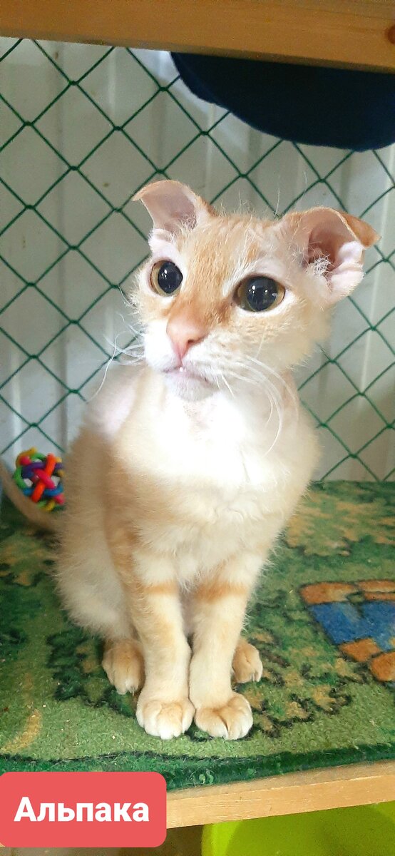 Альпака кошечка,которой нужен дом