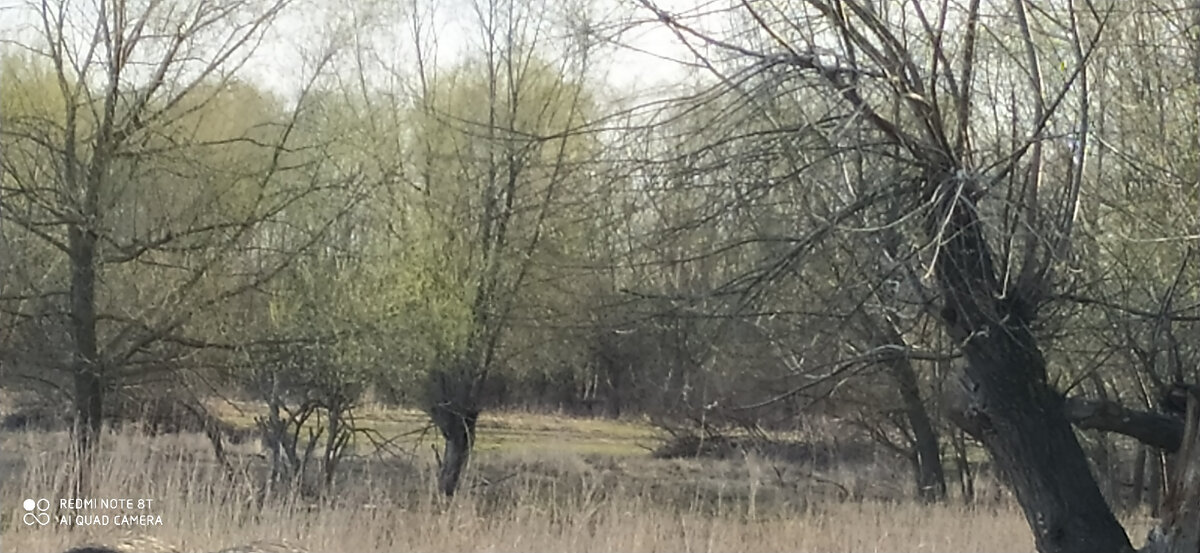 Ивы зеленеют.