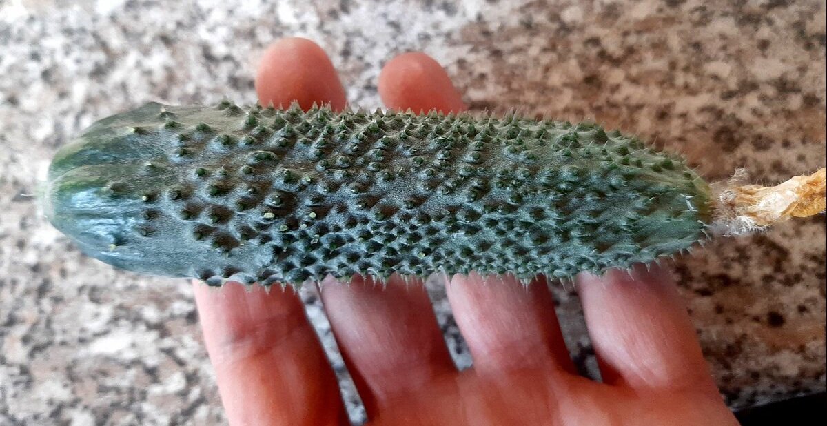 "Лихач". Фото автора.