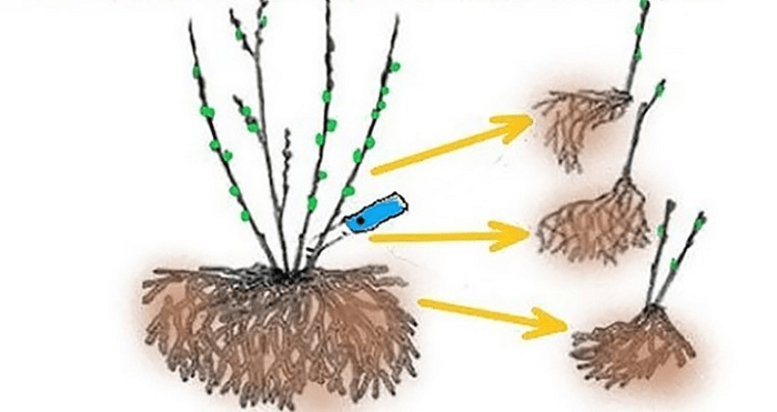 Жимолость куст размножение. Размножение жимолости делением куста. Размножение жимолости делением куста летом. Вегетативное размножение жимолости.
