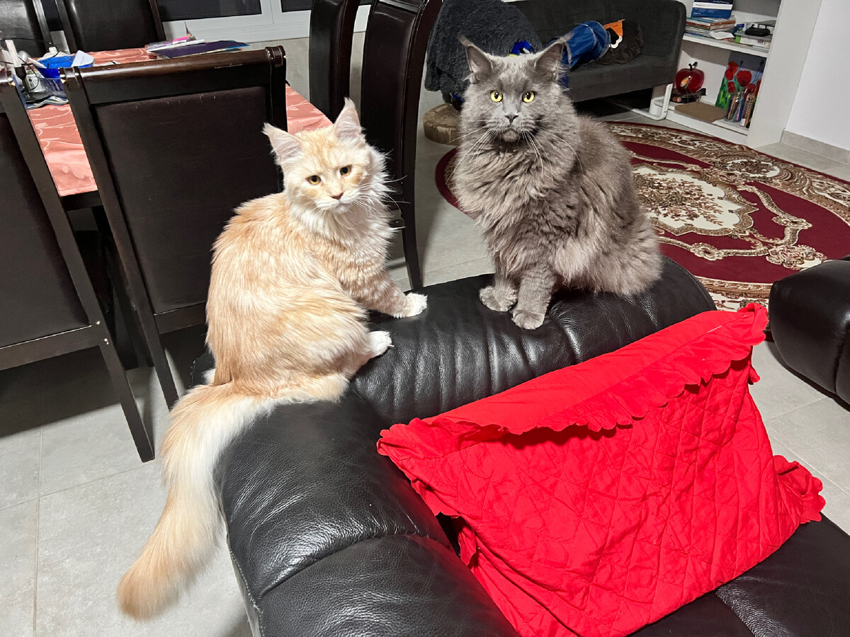 Котики в тревожном ожидании завтрака. А вдруг сегодня не накормят?