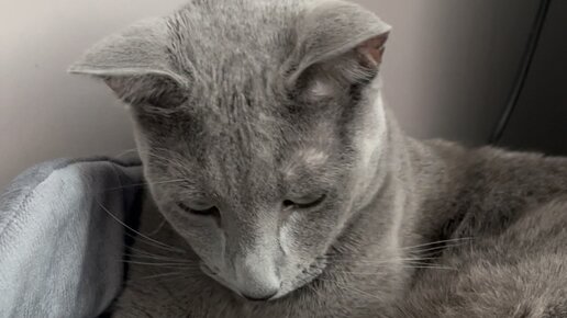 Тетя Ася приехала | как тигр делает? #смех #кубер#кот | Дзен