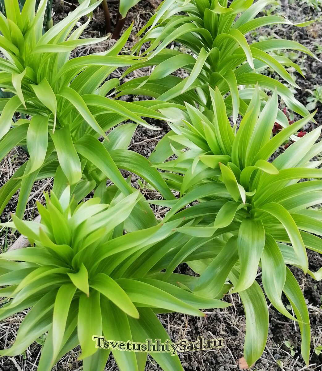 Фритиллярия после -5°С