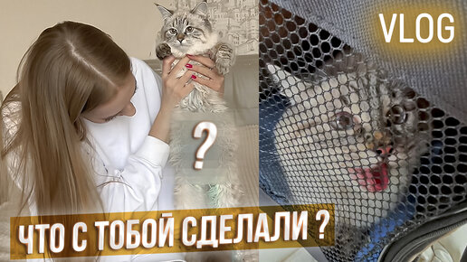 VLOG: Отвезли кошечку Мию на СТЕРЕЛИЗАЦИЮ 🏥 Мы ЭТОГО не ожидали😱 От подготовки до реабилитации