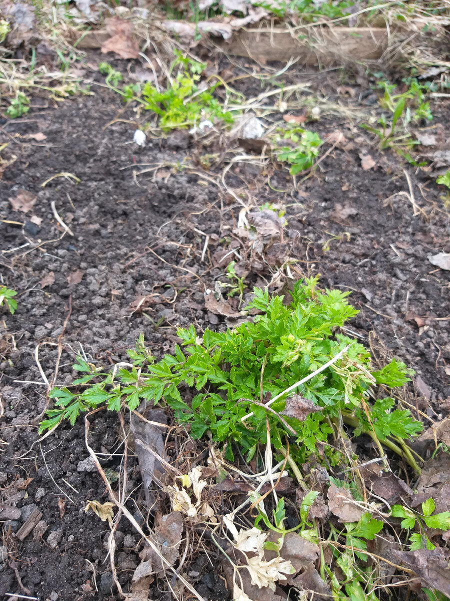 Петрушка после Зимы