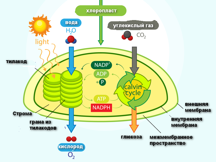 Углекислый газ вода фотосинтез