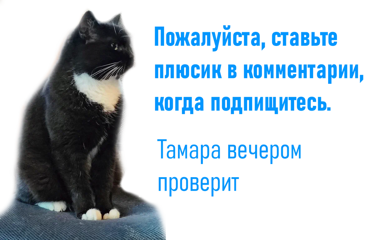 Пожалуйста, подписывайтесь на другие мои соцсети. ЭТО ВАЖНО |  Animalrescueed | Дзен