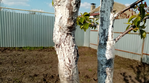 Ловчий пояс своими руками, ловчие пояса на плодовых деревьях, ловичий пояс от муравьев