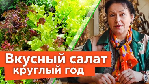 Всё, что вы хотели знать о салате и даже больше! Восхитительные сорта и секреты выращивания салата