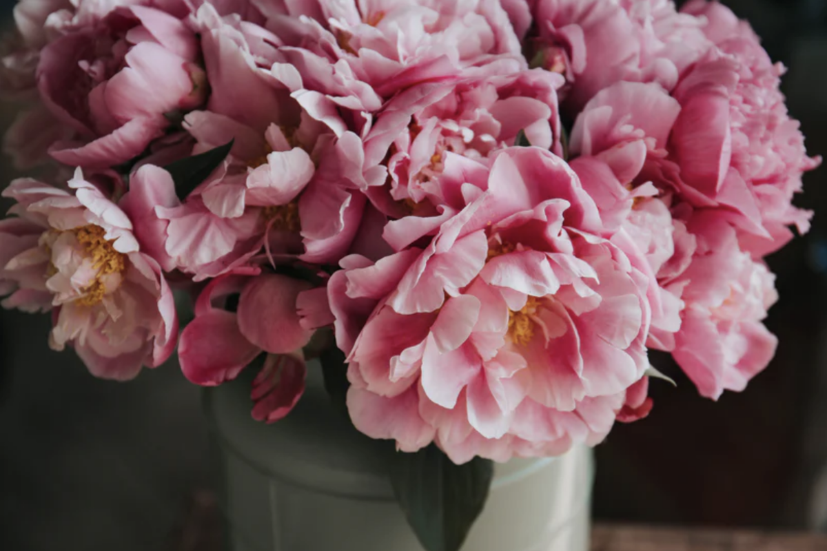     Интересные факты о пионах, которые вы могли не знать