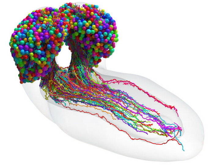 Полная 3D-карта мозга дрозофилы. Цветные шарики - нейроны, цветные линии — их синапсы. (Фото: Michael Winding, University of Cambridge) 
