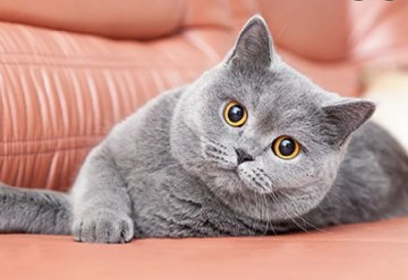 Самые ленивые породы кошек | ЛапУсики | Дзен