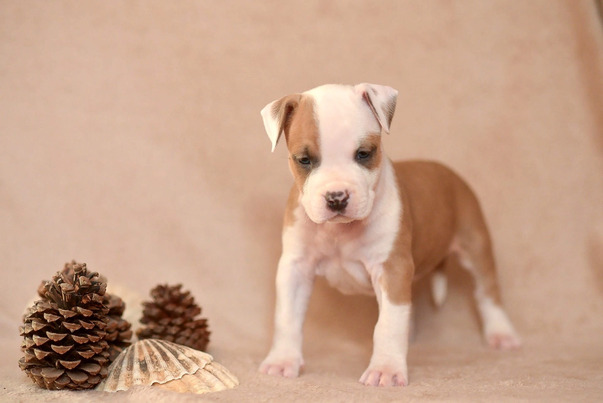 ХАММЕР (Anrise Vivendi VAILR (Mashel Spirit Hikari/Mashel Spirit Sprazzi Di Sole)) 
Дата рождения 29.10.2022 