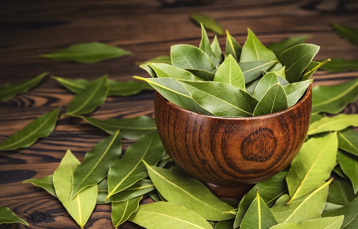 Источник: https://howtoculinaryherbgarden.com/wp-content/uploads/2021/04/fresh-bay-leaves-in-wooden-bowl-1200.jpg
