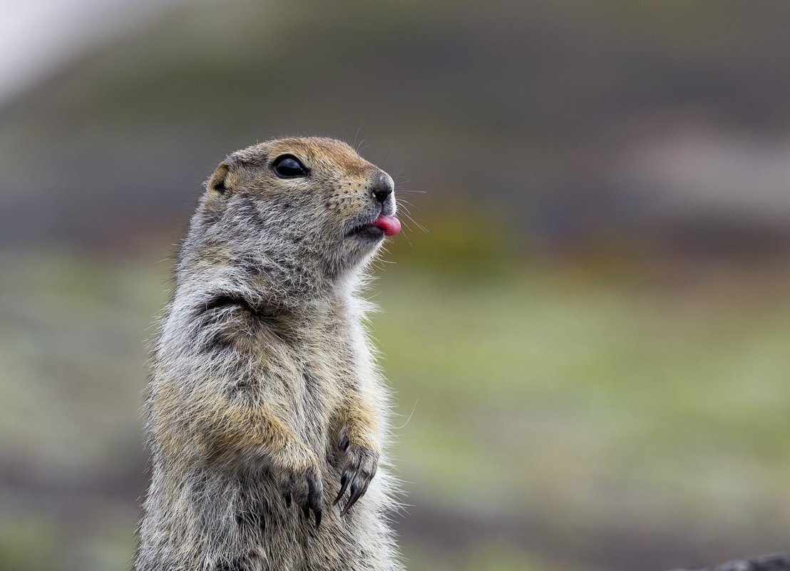 Животные - наши друзья!