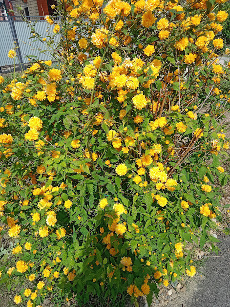 Фото 2. Кустарник "желтый шар" у соседей.