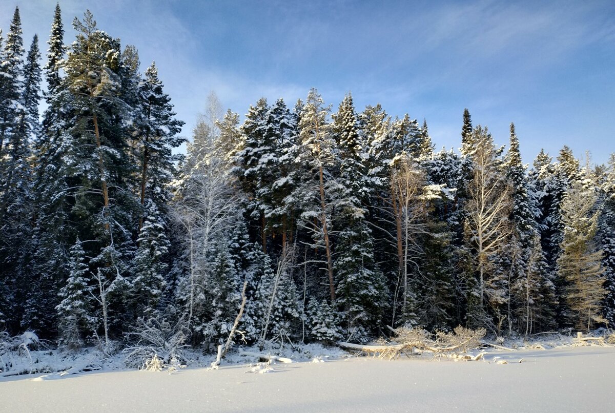 Тайга на берегу озера. Никем не тронутый снег, выпавший накануне, укрыл своей чистотой как лёд озера, так и деревья на берегу. Тонкие ели и берёзки, могучие сосны и молодой пихтовник и даже упавшие, уже не живые деревья тесно переплелись в зимнем оцепенении создавая гармонию в своей природе.