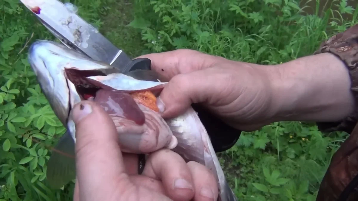 Проверяем печень хариуса - она должна быть чистенькая Видна ИКРА ХАРИУСА