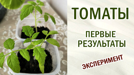 Томаты. Первые выводы. Прищипка корня. Эксперимент продолжается. #выращивание #томаты #эксперимент #рассада #овощи