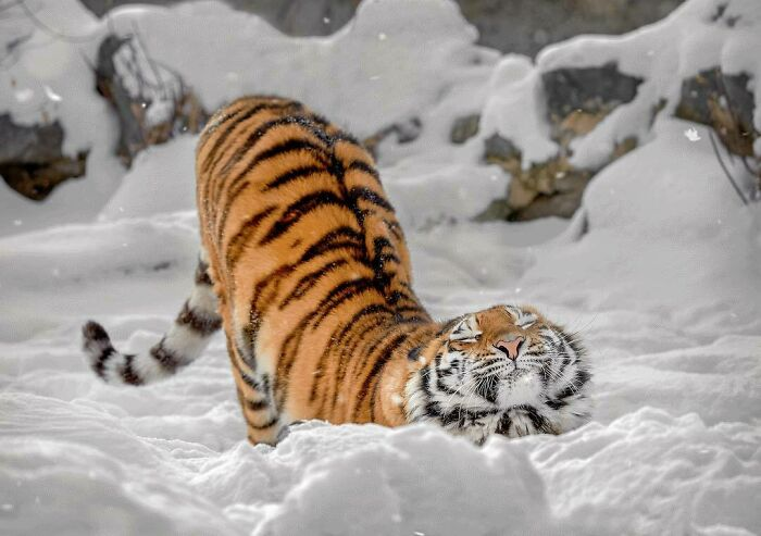 18 задорных фотографий с животными в главной роли