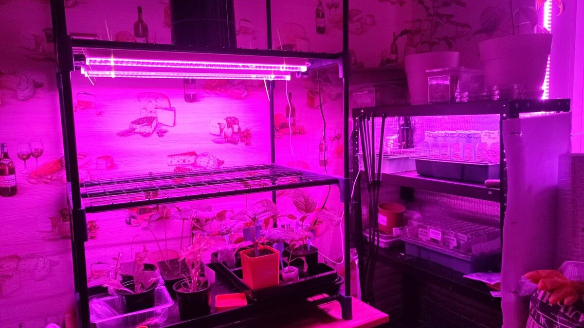 Домашняя плантация 17 марта