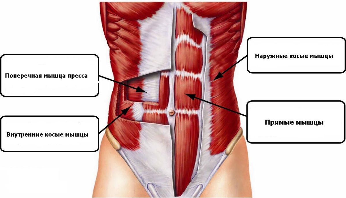 M Quadratus Lumborum