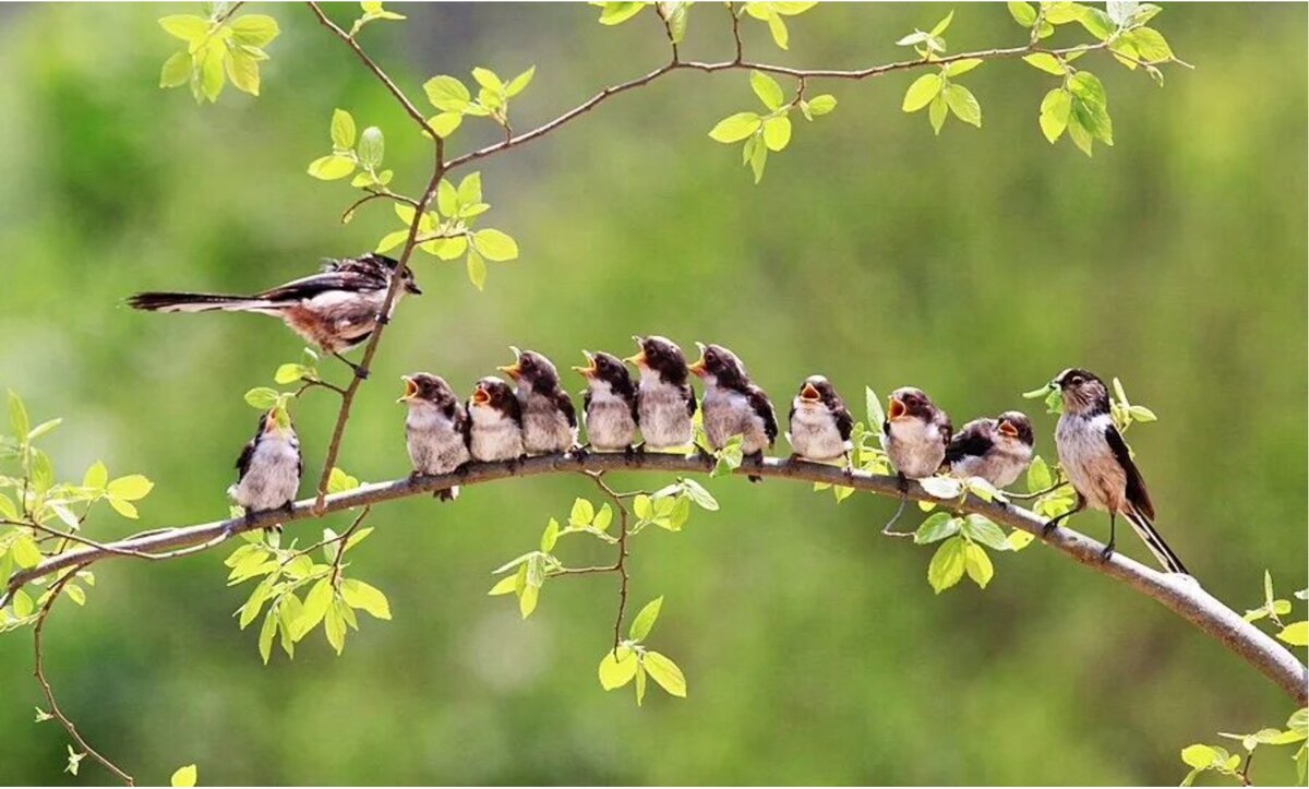 Птицы поют перевод. Много птиц в лесу. Птицы поют в лесу. Птицы щебечут.