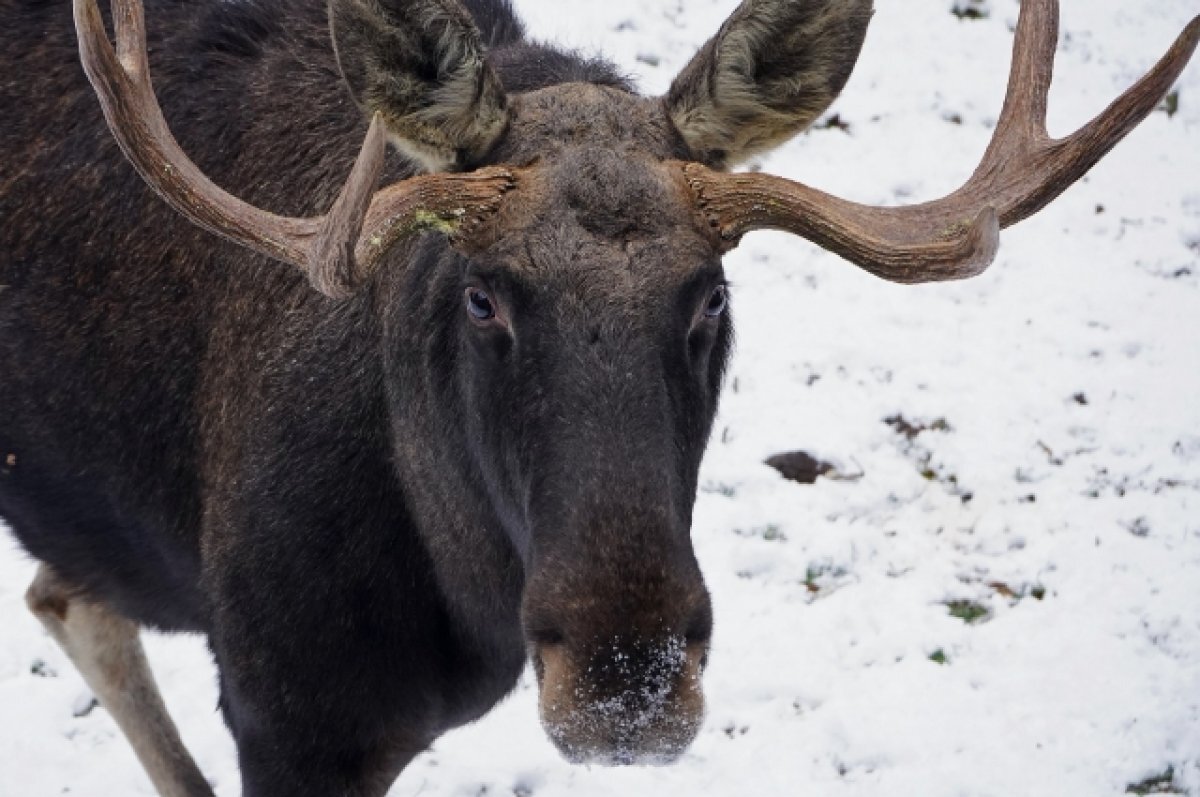    Жители Кузбасса замечают лосей у дороги
