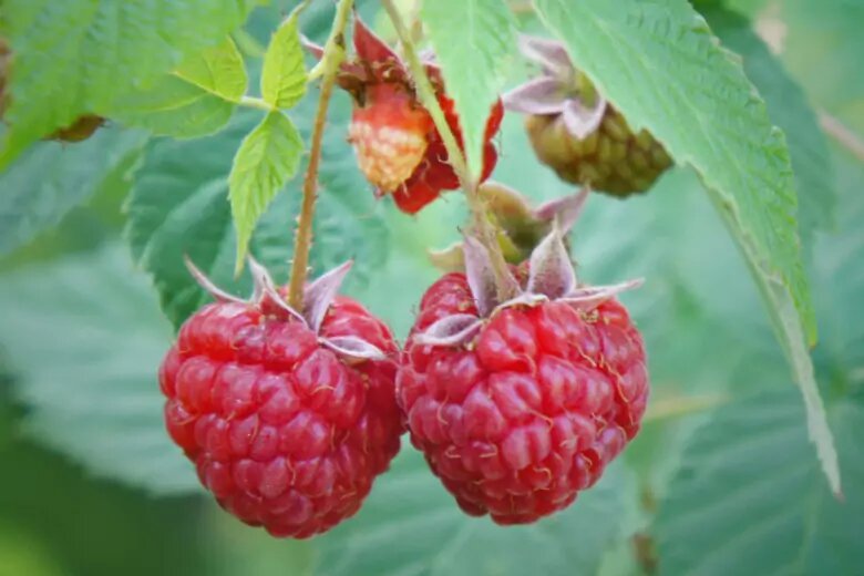 малины часы. малина наручные часы. малины часы. цветет малина минус. малина во дворе.