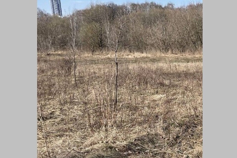    В рязанском ЦПКиО высохла дубовая аллея.