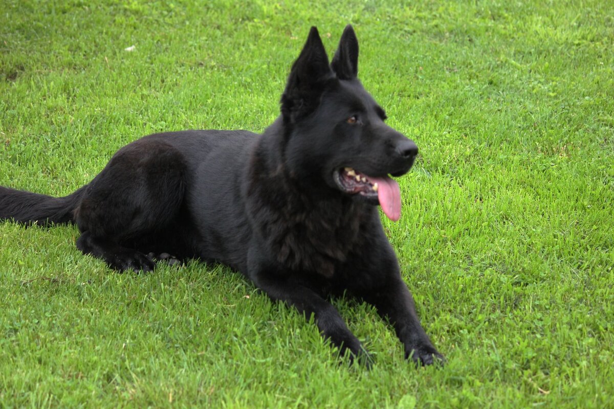 Бачата ШТАЗИ