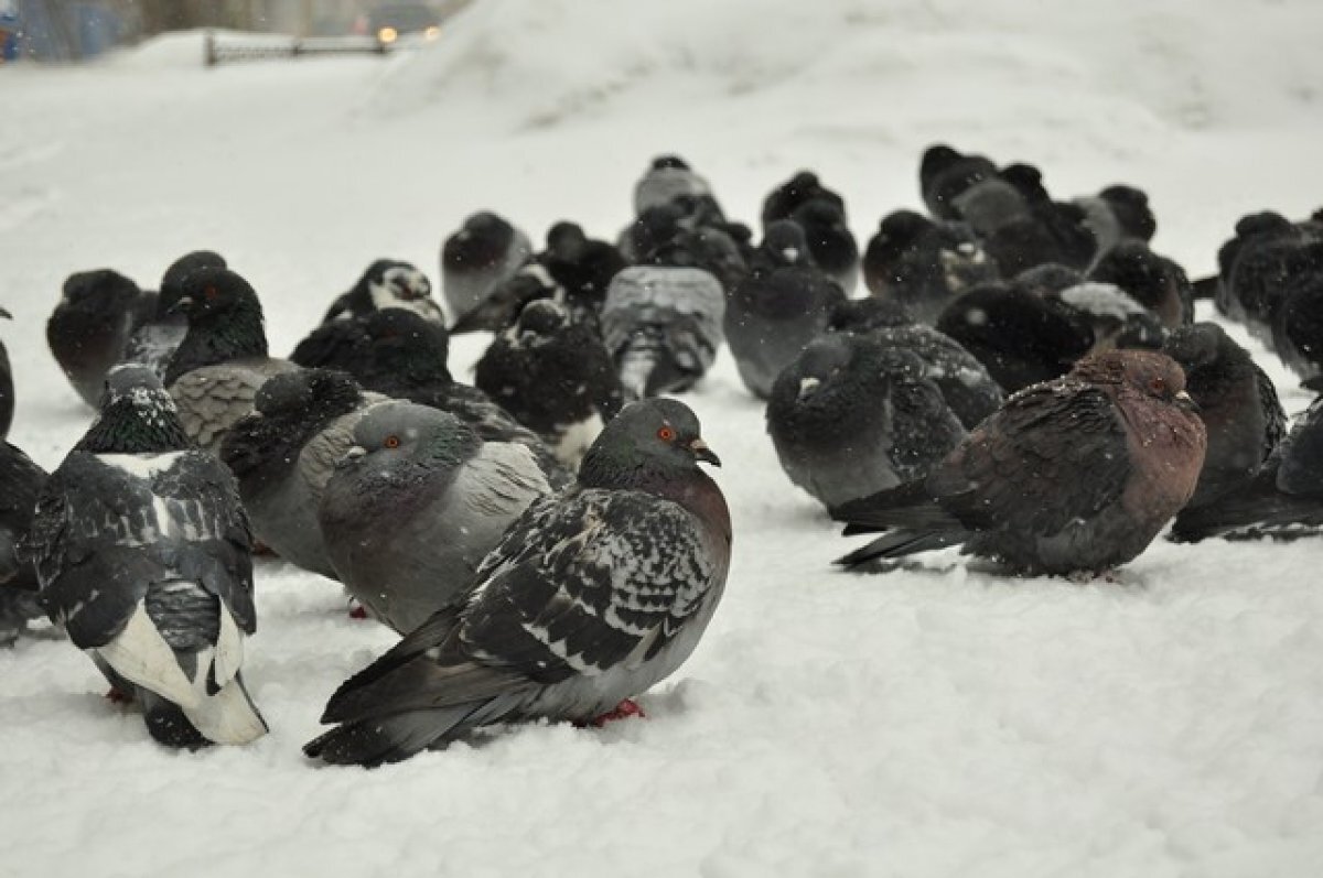    Алтайский край после потепления накроет трехдневный снежный шторм