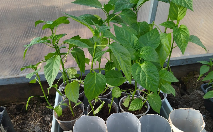 Фотография взята из источника prostayaferma.ru