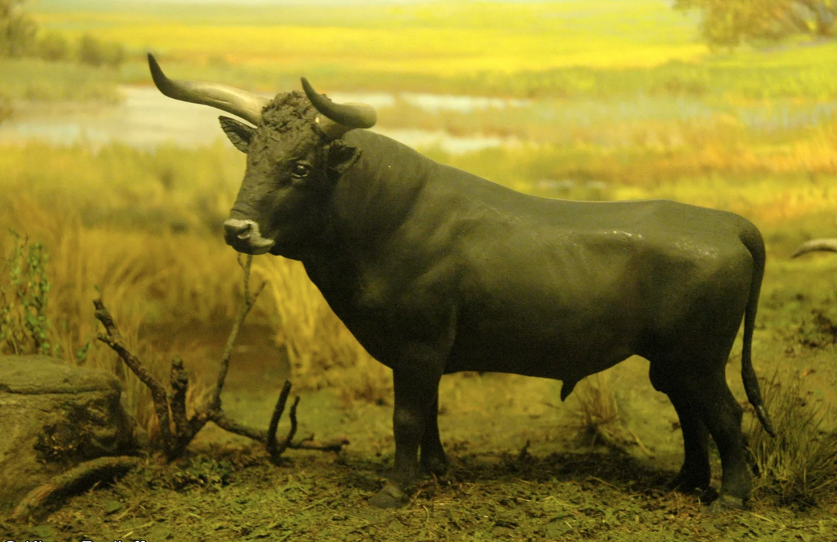 Bos primigenius. Bos Taurus primigenius. Киргизия марка Ox (bos primigenius Taurus). Тур первобытный бык.