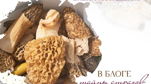 Тайны страхов | Сегодня у нас был отличный сбор! Мы собирали сморчки ...