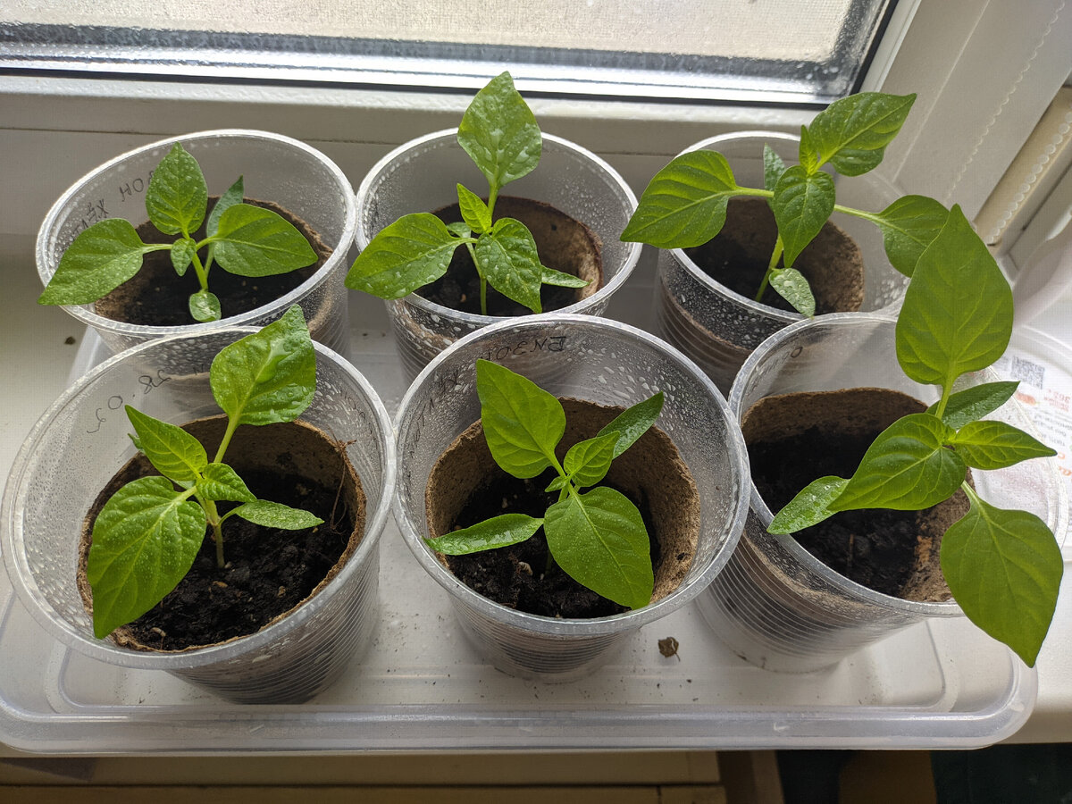 Перчик очень хорошо растёт. Достаточно дружно.