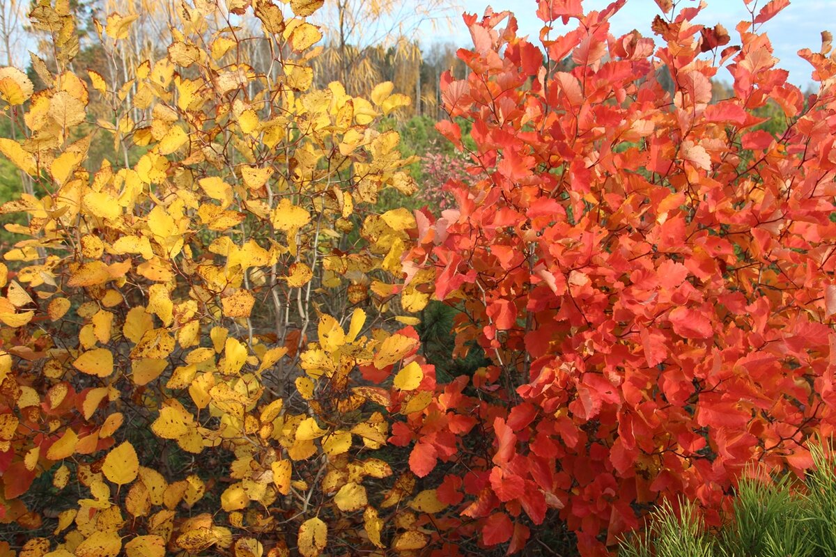 Боярышник Арнольда (Crataegus arnoldiana) | Декоративные древесные растения  для Сибири | Дзен