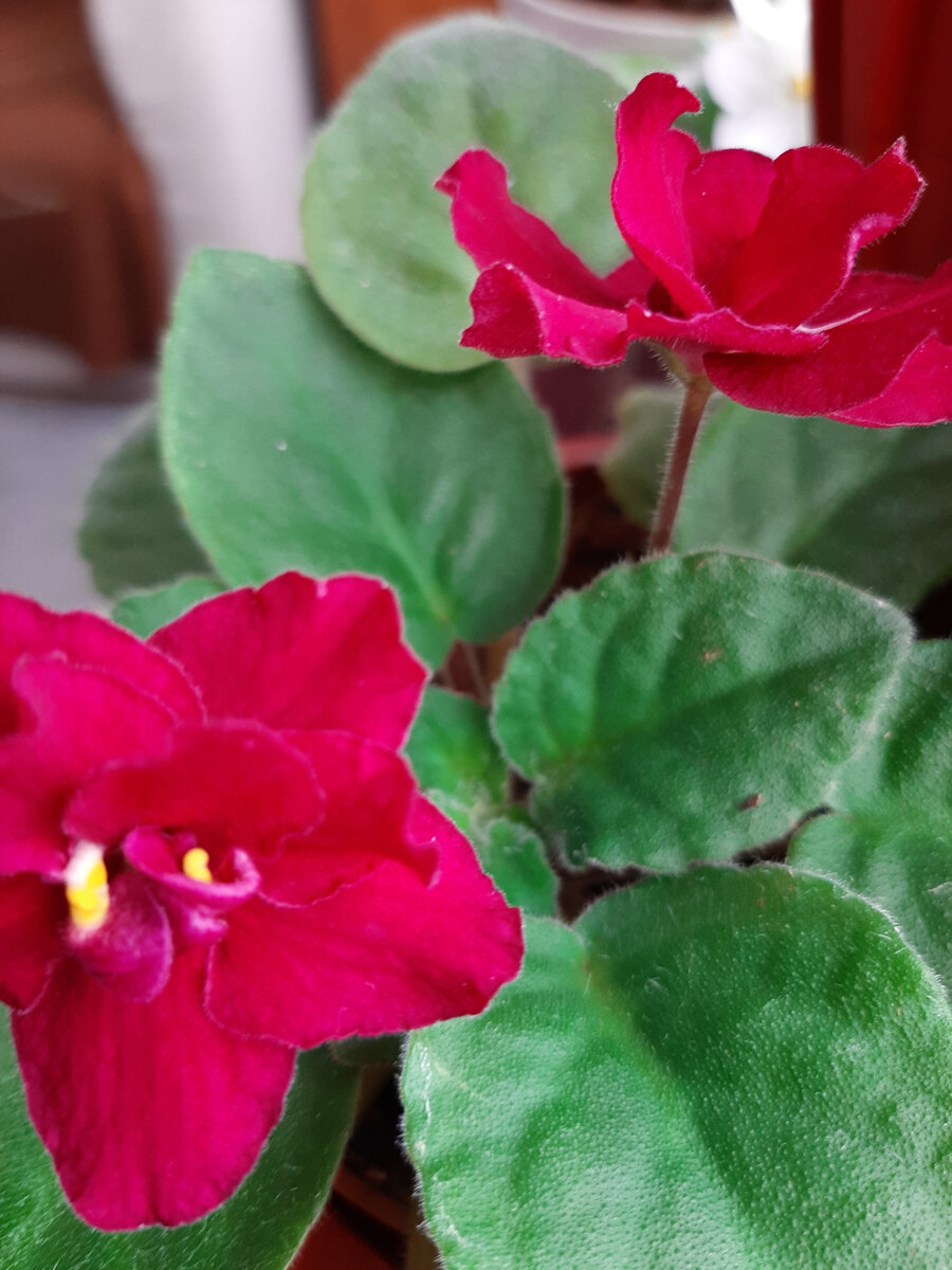 Весну почувствовали не только люди, но и растения. 