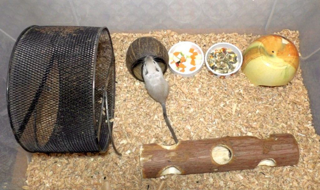      Оборудованная клетка для монгольских песчанок.