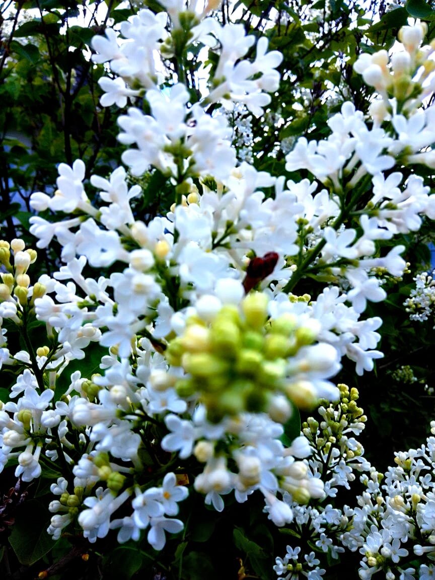Мое́ фото. Белая сирень цветет. Уважаемые читатели, оцените  фото и рассказ)