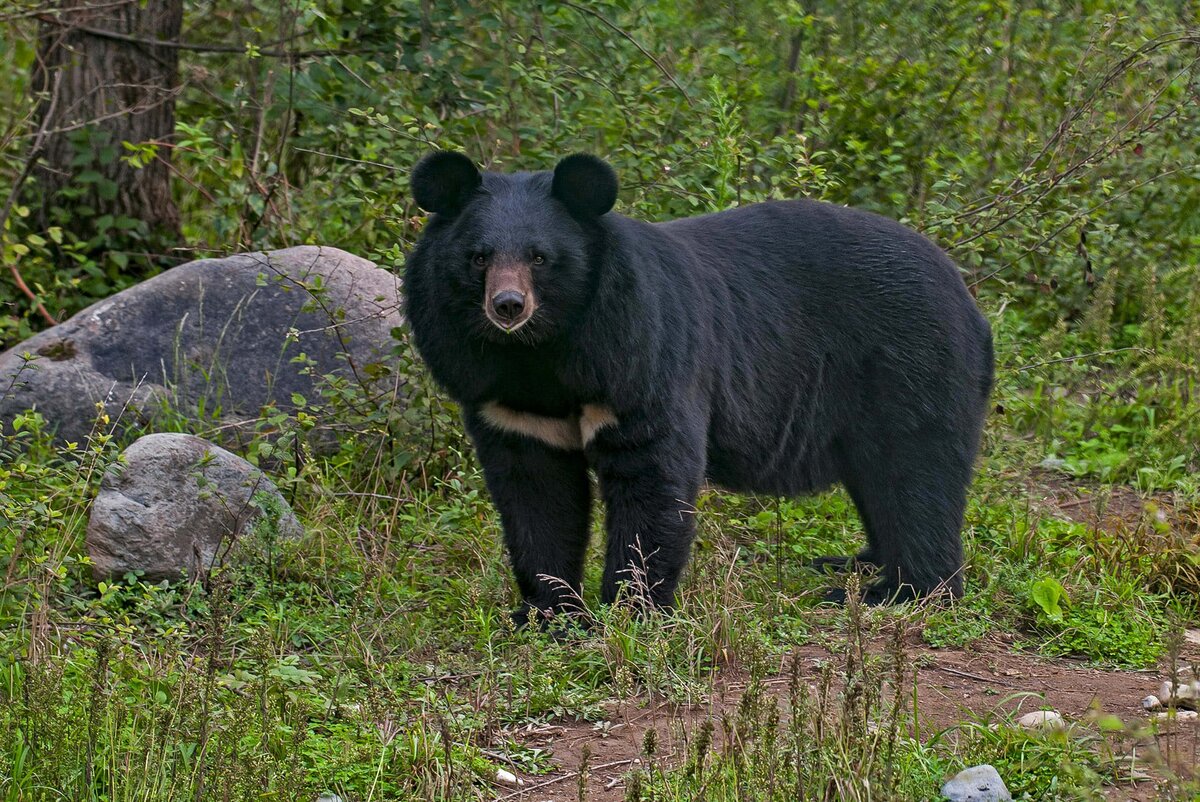 8 удивительных видов медведя: от полярных до панд и все, что между ними |  Экотопия | Дзен