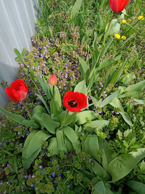 Фото 1. Цветы на придомовой территории.