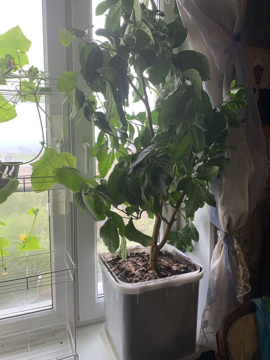 На подоконнике