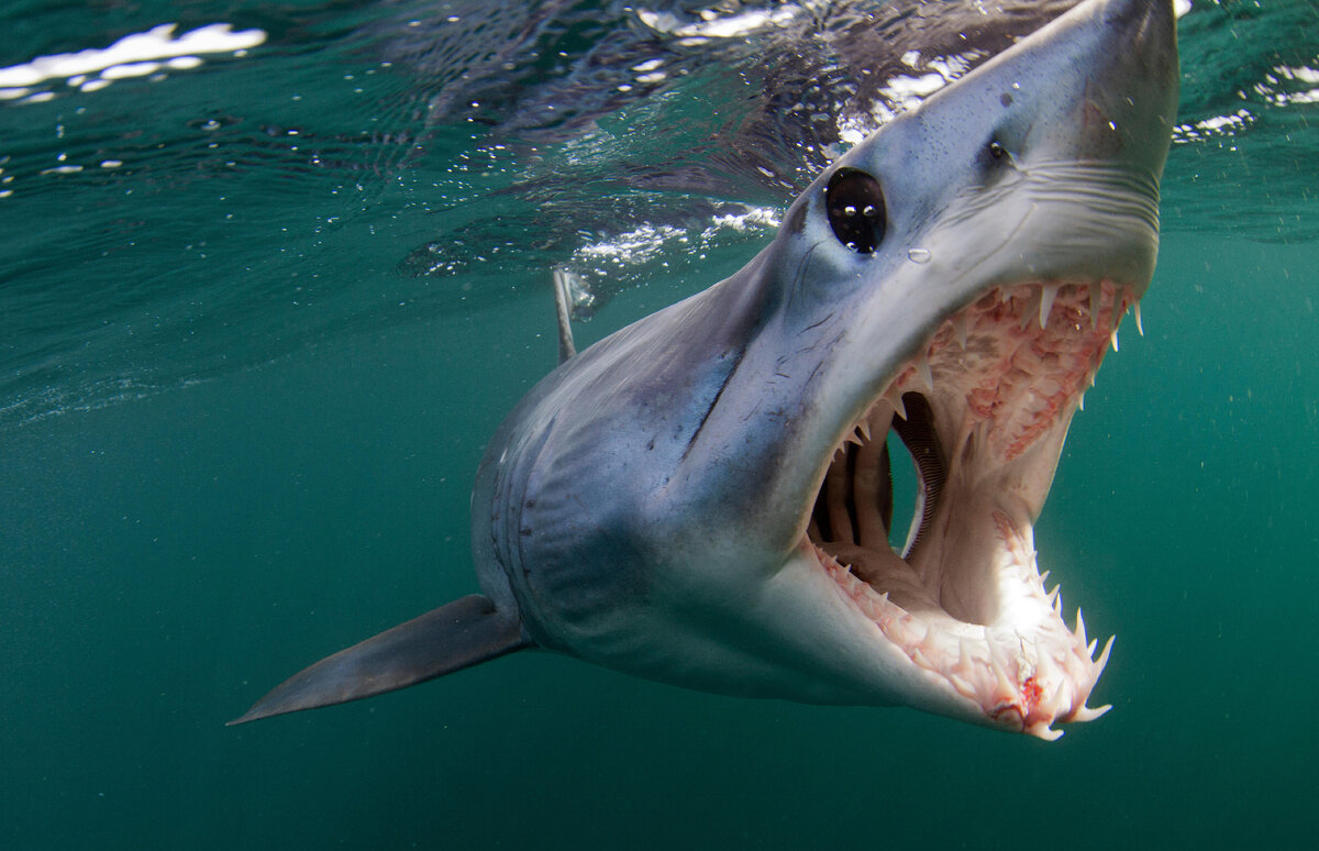 Многие рыбы, например, акулы, упрощают процесс дыхания тем, что во время активного плавания открывают пасть. Таким образом, вода сама проходит через жаберные щели. 