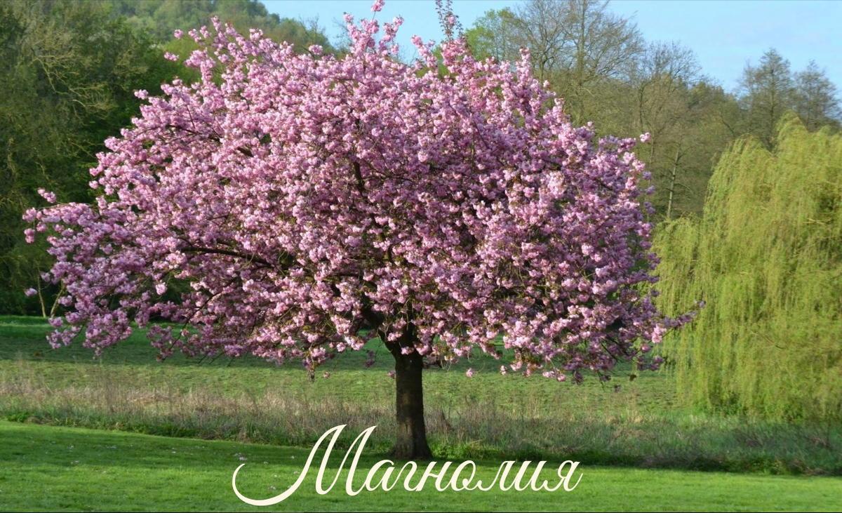 Магнолия . Авторский коллаж.