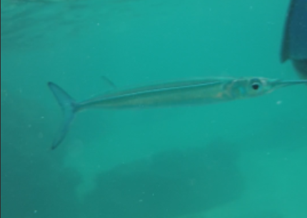 Фото из видео