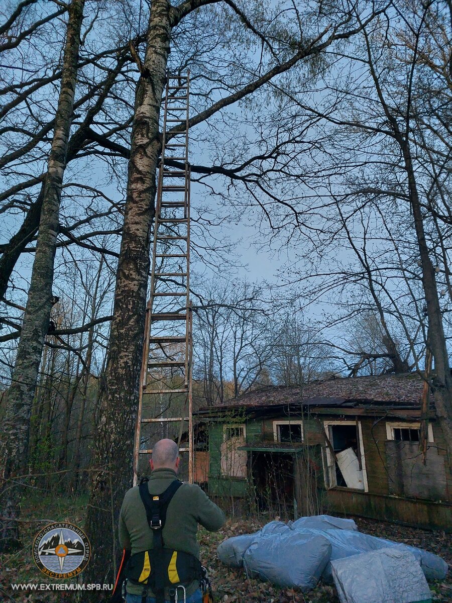 Где кот? Метров восемь наверх, и по толстой ветке направо еще метра на три. 