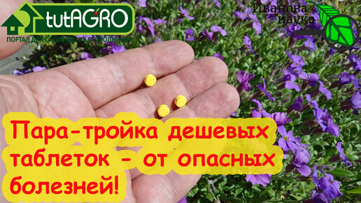 ЭТО ДЕШЕВОЕ СРЕДСТВО ОТ БОЛЕЗНЕЙ ПРОДАЕТСЯ В КАЖДОЙ АПТЕКЕ! Всего 2-3 таблетки и растения здоровы!