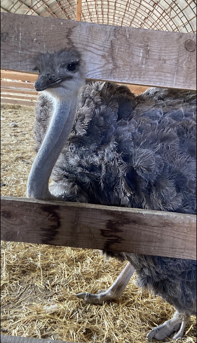 Фото взять из открытого источника